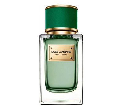 Dolce Gabbana (D&G) Velvet Cypress